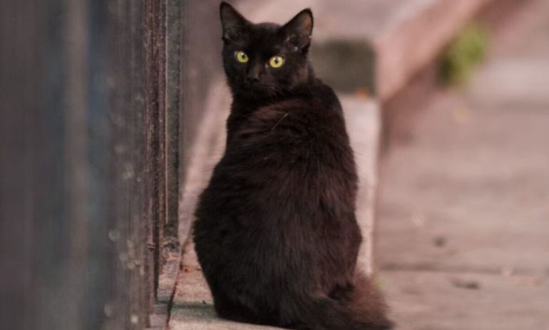 Refugios y veterinarias refuerzan controles durante Halloween para evitar adopciones impulsivas y proteger a los animales del maltrato. | LM Neuquen Refugios y veterinarias refuerzan controles durante Halloween para evitar adopciones impulsivas y proteger a los animales del maltrato.