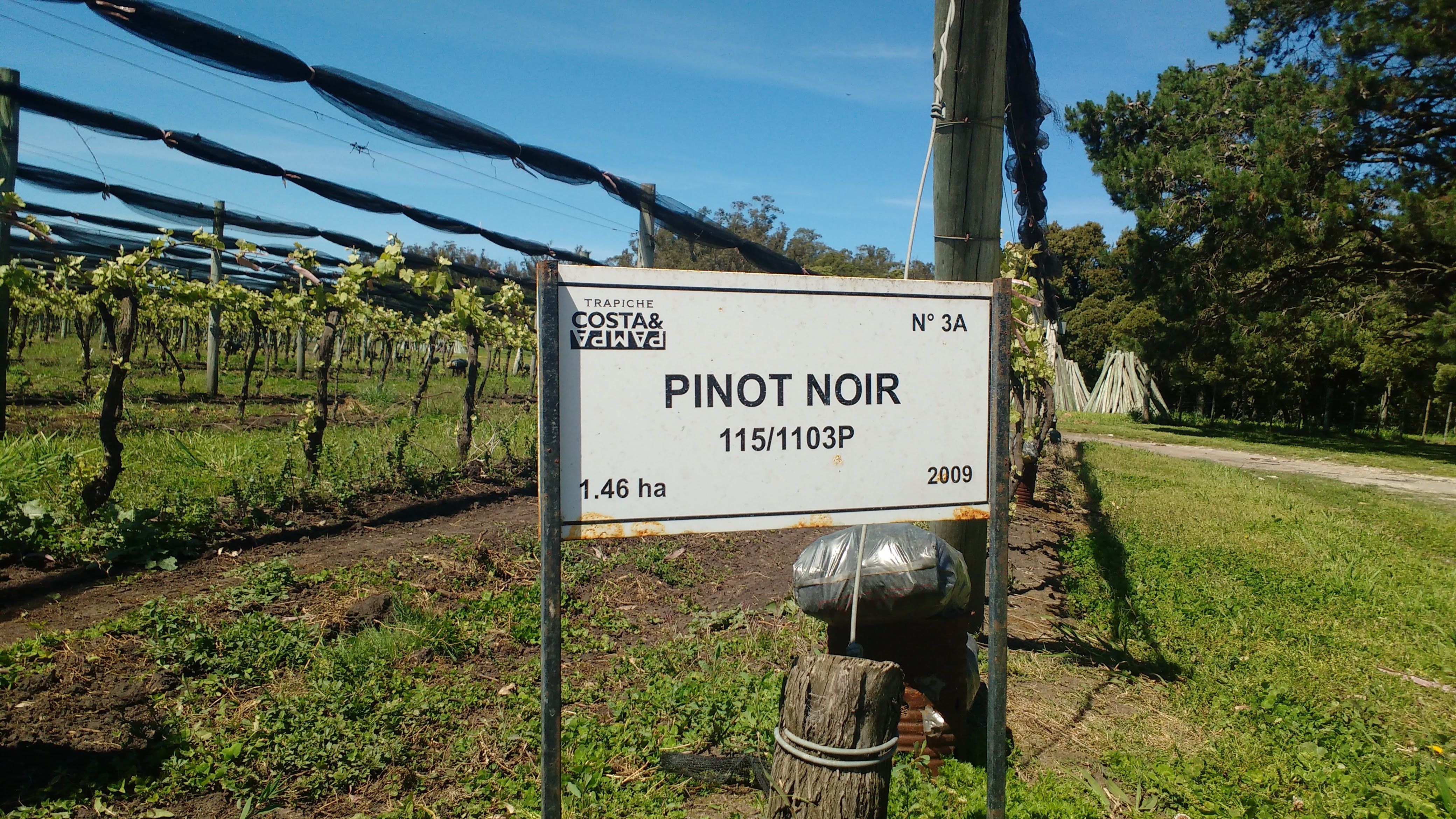 Una chacra con viñedos de la variedad Pinot Noir, la joya de la Patagonia.