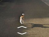 Así fue el intrépido viaje de un perro en Google Street View