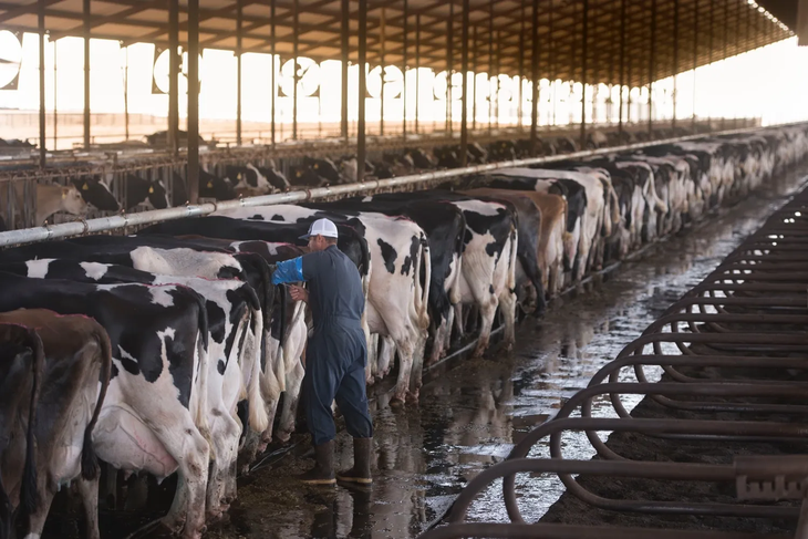 Trump vs. ganaderos: ¿Carne argentina amenaza la producción estadounidense y baja los precios? | Más Produccion Trump vs. ganaderos: ¿Carne argentina amenaza la producción estadounidense y baja los precios?