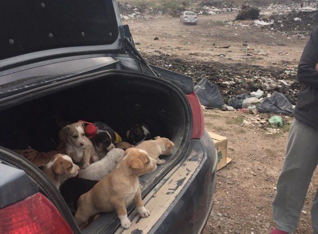 Un baúl lleno de cachorros se llevaron para darlos en adopción.