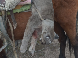 photoPablo Gáspero (INTA): “El control letal por sí solo muestra un desempeño muy pobre al intentar reducir las pérdidas por depredación”. photoPablo Gáspero (INTA): “El control letal por sí solo muestra un desempeño muy pobre al intentar reducir las pérdidas por depredación”.