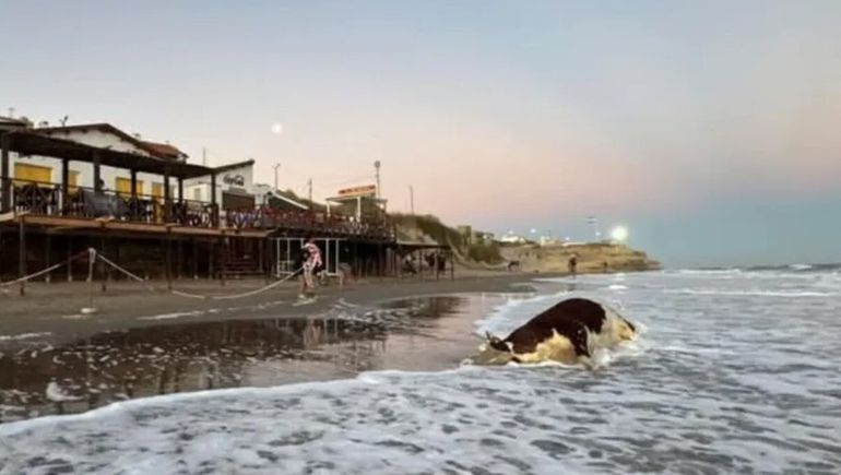 Una vaca muerta en las playas de Río Negro. ¿Qué fue lo que pasó?