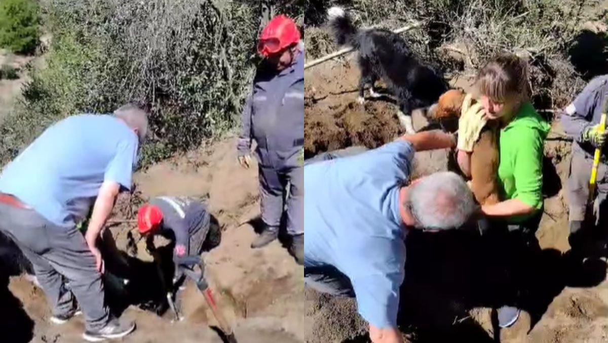 Emocionante rescate: Bomberos Voluntarios sacaron a un perrito que quedó atrapado un metro bajo tierra