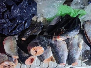 Las truchas cortadas listas para el freezer en el baúl del auto.