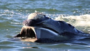Una ballena con su cría, en Península Valdés, provincia de Chubut. Una ballena con su cría, en Península Valdés, provincia de Chubut.