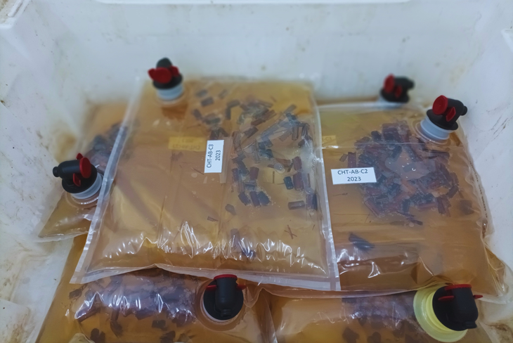 Además de sus propiedades bioestimulantes y bioplaguicidas, se analizó su potencial como madera alternativa de uso enológico. Foto INTA Además de sus propiedades bioestimulantes y bioplaguicidas, se analizó su potencial como madera alternativa de uso enológico. Foto INTA