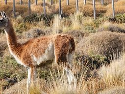 Se esta trabajando en un plan de manejo del guanaco en Patagonia.