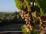 Los vinos naturales no son vinos orgánicos.