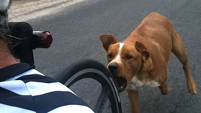 Una jauría atacó a un ciclista y lo mandó al hospital