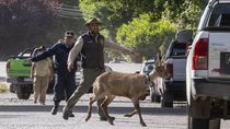 un huemul suelto por las calles: newenche aparecio en una zona urbana de san martin de los andes un huemul suelto por las calles: newenche aparecio en una zona urbana de san martin de los andes