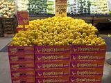 La nueva variedad ya está en las puntas de góndola de los supermercados de Estados Unidos.