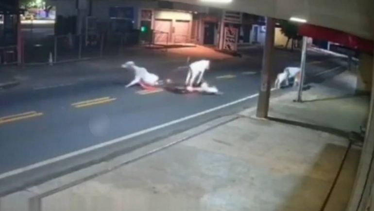 Un joven futbolista brasileño murió tras chocar una vaca con su moto en una ruta de Brasil