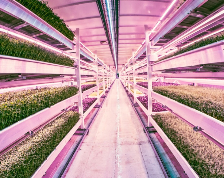 La agricultura futurista crece sin luz del sol y sin tierra. La agricultura futurista crece sin luz del sol y sin tierra. 