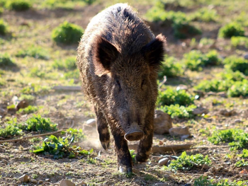 La plaga del jabalí en Argentina causa daños por US$ 300 millones anuales en agricultura.