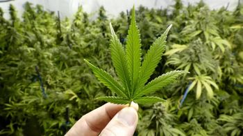 marihuana de exportacion: jujuy enviara flores de cannabis a europa y australia marihuana de exportacion: jujuy enviara flores de cannabis a europa y australia