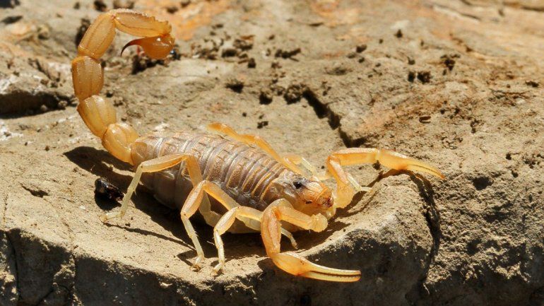 Murió una beba de un año picada por un alacrán