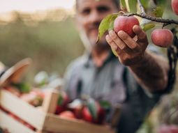 Los precios percibidos por los productores de manzanas en Europa siguen al alza. Los precios percibidos por los productores de manzanas en Europa siguen al alza.