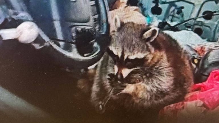 La Policía de Springfield se llevó una gran sorpresa cuando encontró a un mapache con una pipa de metanfetamina en la boca.