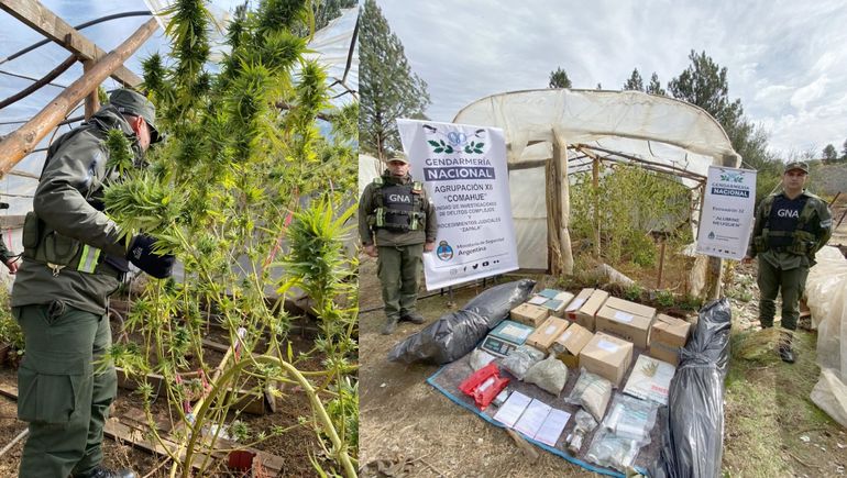 Gendarmería desbarató un vivero de marihuana cerca de Aluminé