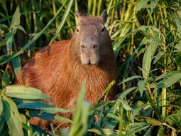 El comercio legal e ilegal afecta al 25% de las especies de mamíferos y multiplica oportunidades de contagio. El comercio legal e ilegal afecta al 25% de las especies de mamíferos y multiplica oportunidades de contagio.
