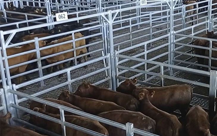 La caída en el precio de la hacienda moderó las subas en los mostradores, pero no logró impulsar nuevamente el consumo interno. La caída en el precio de la hacienda moderó las subas en los mostradores, pero no logró impulsar nuevamente el consumo interno.
