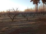 Alivio en las chacras, no hay pronóstico de heladas.