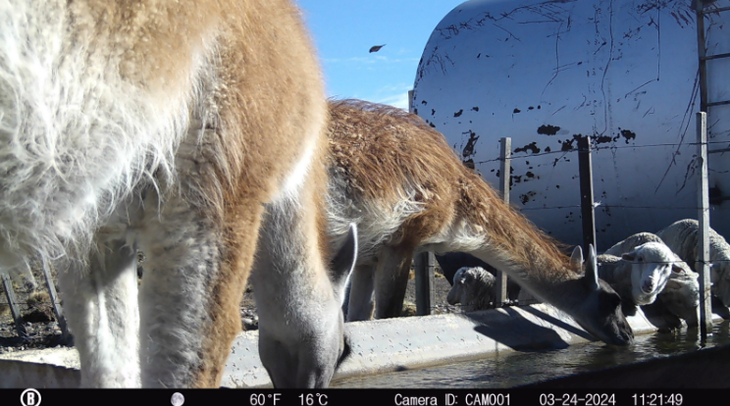Doce guanacos rodean un bebedero y bloquean el acceso de hasta cien ovejas durante horas. Doce guanacos rodean un bebedero y bloquean el acceso de hasta cien ovejas durante horas.