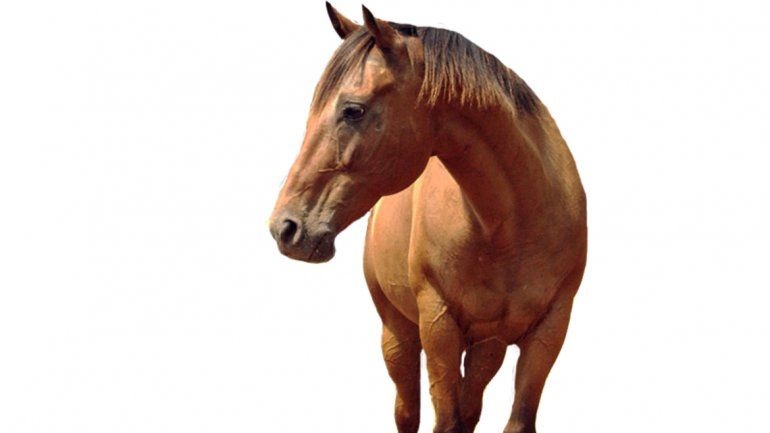 Un grupo de investigadores realizó un trabajo con 23 razas diferentes de equinos y pudo comprobar