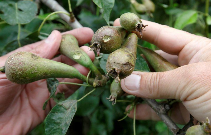 Los frutos de la pera en Europa están en pleno desarrollo. Quedan poco más de dos meses para dar inicio a la cosecha.