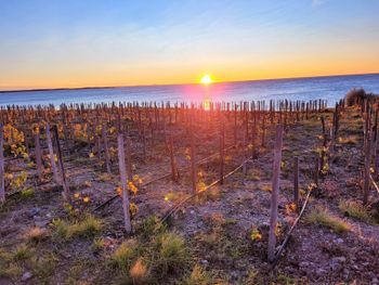 Identidad regional: El Cabernet Franc se adaptó con éxito a las duras condiciones de la Patagonia.