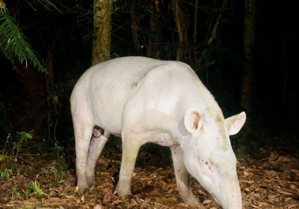 Logran fotografiar en Brasil al muy raro tapir albino
