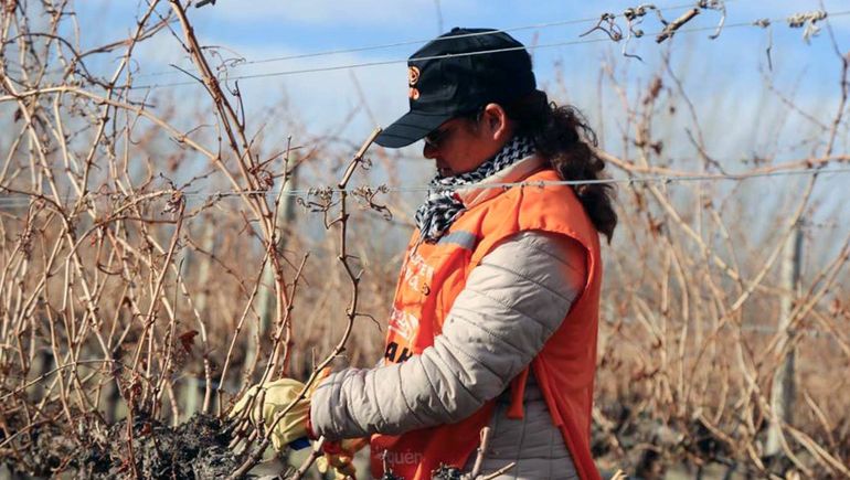 Llega un nuevo concurso de podadores de vid al Alto Valle