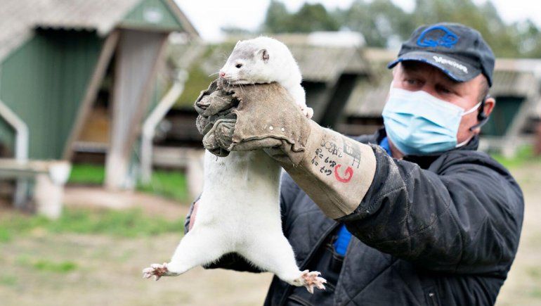 COVID: Europa encontró nueva variante en visones