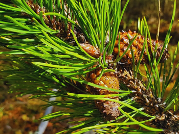 Científicos argentinos lideran: genética forestal contra cambio climático. Más de 1.200 árboles analizados. Científicos argentinos lideran: genética forestal contra cambio climático. Más de 1.200 árboles analizados.