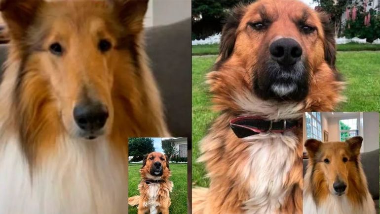 Diálogo canino: Dylan saludó al perro presidencial de Chile, Brownie Boric