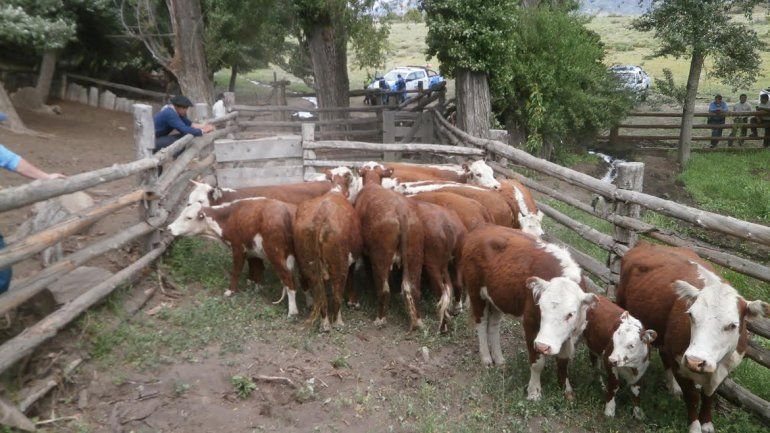 El botín recuperado por la Policía
