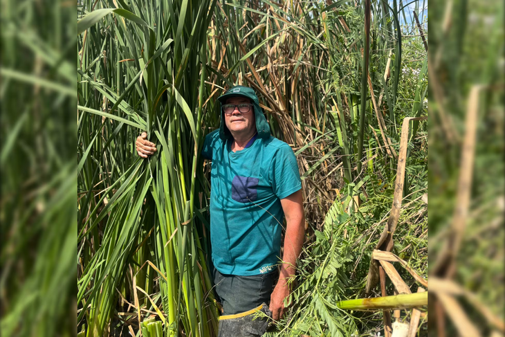 Juan Carlos Tapia enseña a generaciones jóvenes la poda de la totora.Muriel Alarcón Juan Carlos Tapia enseña a generaciones jóvenes la poda de la totora.Muriel Alarcón