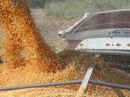 El campo puede dar mucho más de lo que hoy está dando. Solo hay que dejarlo producir. El campo puede dar mucho más de lo que hoy está dando. Solo hay que dejarlo producir.