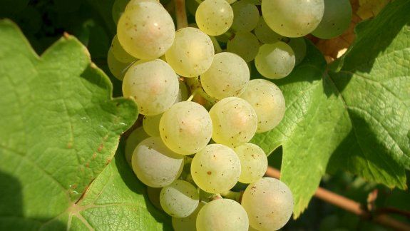 El mundo del riesling