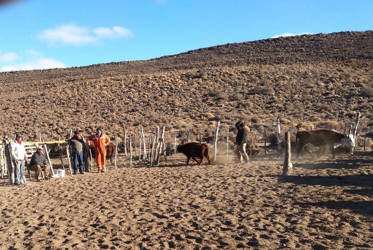 Fábrica de terneros: el modelo viable – Vender crías a engordes del Valle Medio, evitando riesgos en el pastizal. Foto: Ente de la Región Sur. Fábrica de terneros: el modelo viable – Vender crías a engordes del Valle Medio, evitando riesgos en el pastizal. Foto: Ente de la Región Sur.