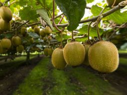 Tras una exigente temporada de cosecha, Nueva Zelanda logró un volumen histórico de producción, aunque los productores de kiwi verde enfrentan menores rendimientos. Tras una exigente temporada de cosecha, Nueva Zelanda logró un volumen histórico de producción, aunque los productores de kiwi verde enfrentan menores rendimientos.