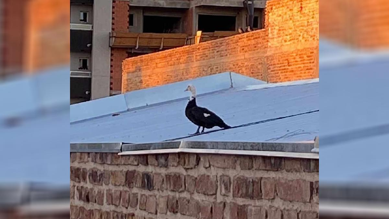 La Pata pasó la noche en el Supermercado La Anónima de calle Alem.