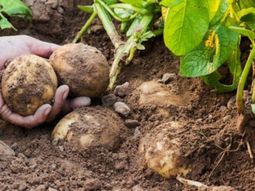 La incorporación de biofertilizantes en cultivos de papa permitió incrementar hasta 6,9 toneladas por hectárea la producción, según evaluaciones realizadas durante tres campañas en Tucumán. La incorporación de biofertilizantes en cultivos de papa permitió incrementar hasta 6,9 toneladas por hectárea la producción, según evaluaciones realizadas durante tres campañas en Tucumán.