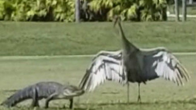 Viral: grullas persiguen a cría de caimán en calle de Florida