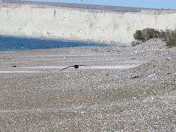 Barrancas Blancas, playa cerca de Comodoro Rivadavia, Chubut. Barrancas Blancas, playa cerca de Comodoro Rivadavia, Chubut.