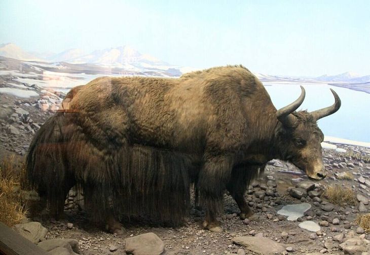 La especie, común en las regiones montañosas del Himalaya, pertenece a la misma familia que el ganado vacuno, el búfalo y el bisonte. La especie, común en las regiones montañosas del Himalaya, pertenece a la misma familia que el ganado vacuno, el búfalo y el bisonte.