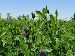 La actividad agrícola abarca un total de 87.362 hectáreas. Foto: Cámara Argentina de la Alfalfa. La actividad agrícola abarca un total de 87.362 hectáreas. Foto: Cámara Argentina de la Alfalfa.