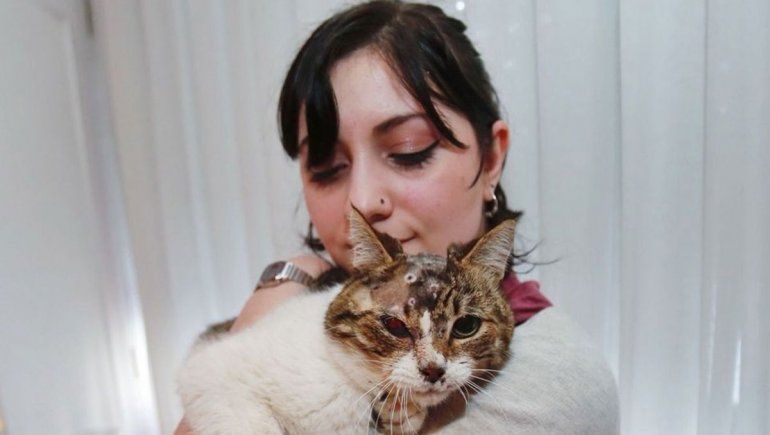 Coqui, el gatito que recibió 15 balinazos en la cabeza