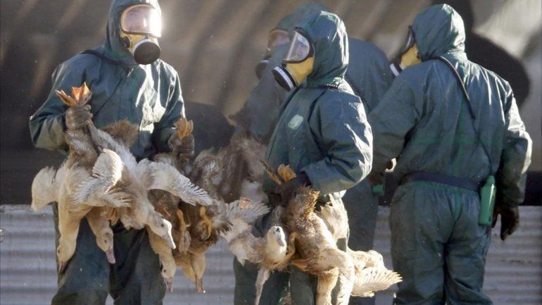 Francia sacrifica 600.000 patos más para combatir la gripe aviar